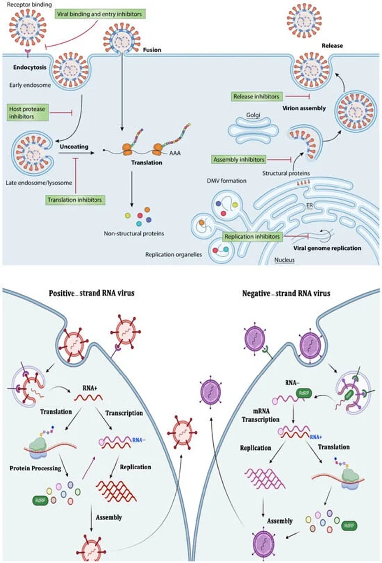 Cracking the Code: New Strategies to Combat Chronic Viral Infections and Strengthen Immunity