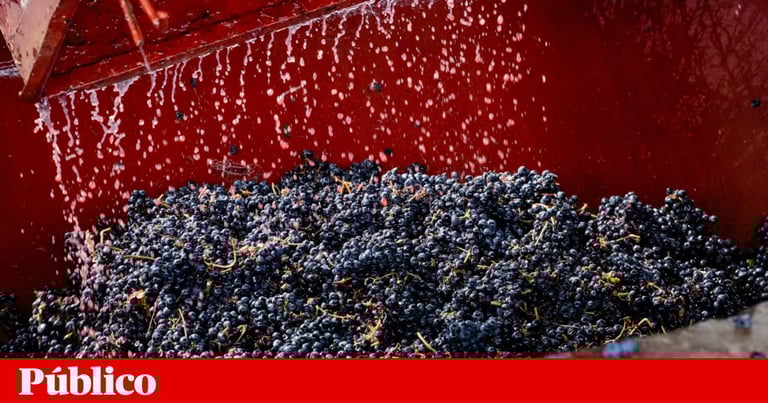 Baker's Yeast Unveils Human Migration Patterns: A Historical Microbial Journey