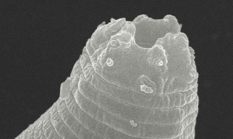 Researchers Revive 46,000-Year-Old Worm from Siberian Permafrost, Unlocking Cryptobiosis Secrets