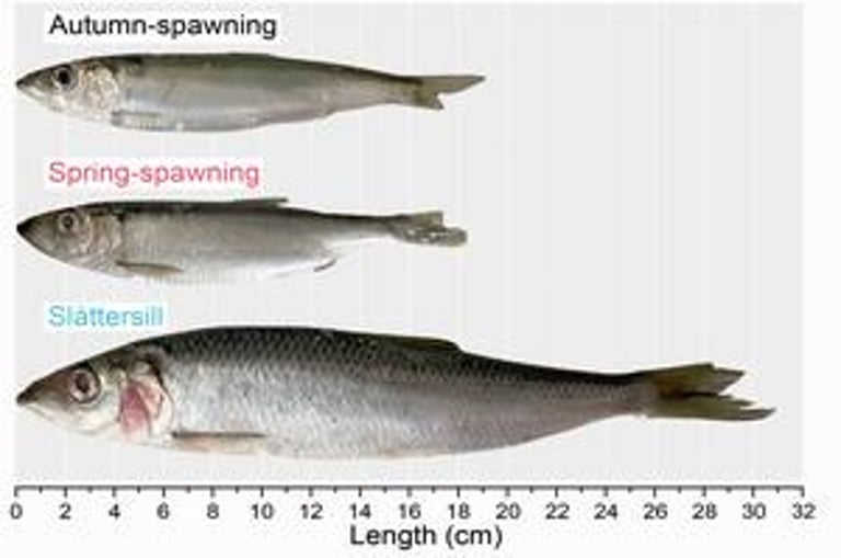 Genetically Distinct Baltic Herring Offer Healthier, Pollution-Free Fish for Consumption