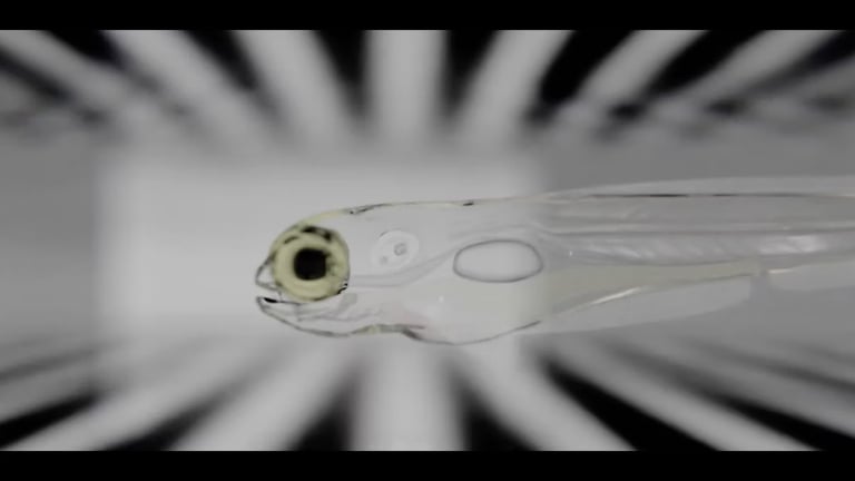 Breakthrough in Zebrafish Neural Research Paves Way for Advances in Robotics and Neuroscience