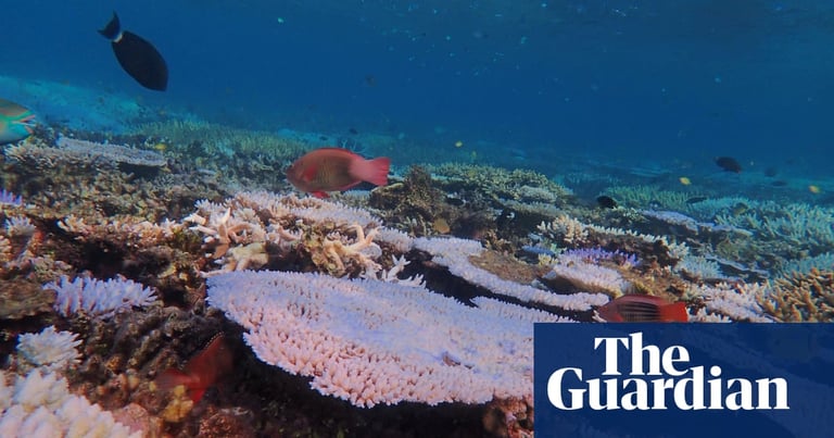 Great Barrier Reef Faces Fifth Bleaching Since 2016 Amid Climate Crisis