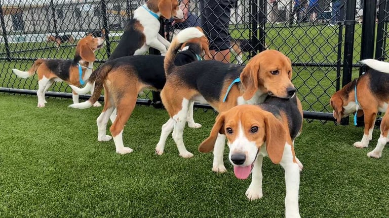 Wisconsin Dog Breeding Facility Shuts Down Amid Animal Mistreatment Allegations; 475 Beagles Rescued