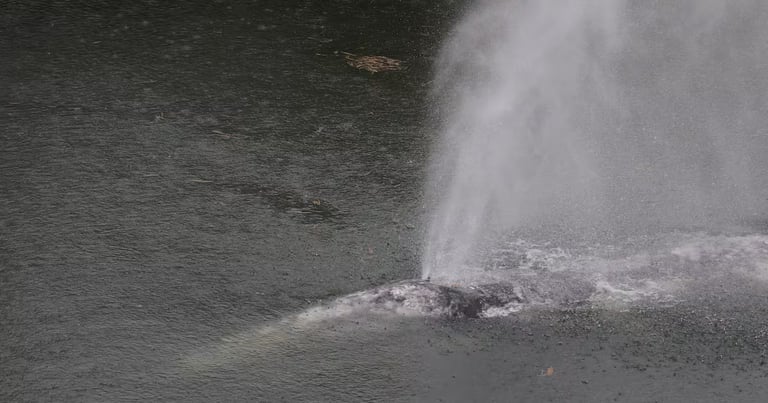 Juvenile Gray Whale 'Willapa Willy' Found Dead After Rare 20-Mile River Journey