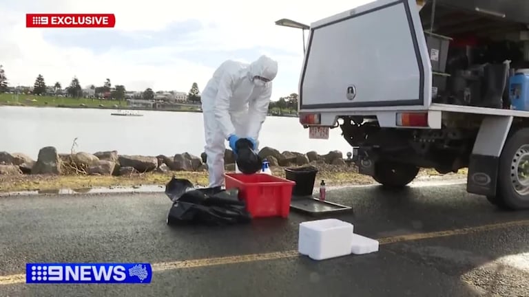Victoria Confirms First H5N1 Bird Flu Case, Sparks Urgent Public Health Response
