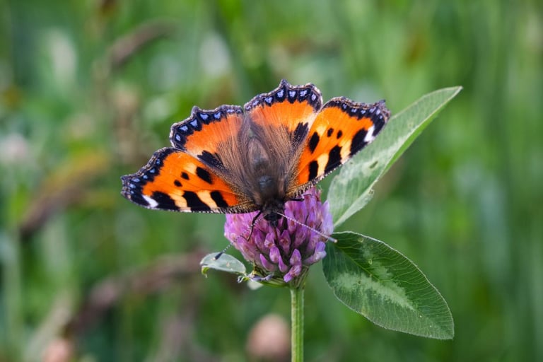 Study Reveals Climate Change Drives Butterfly Range Shifts, Urgent Conservation Needed