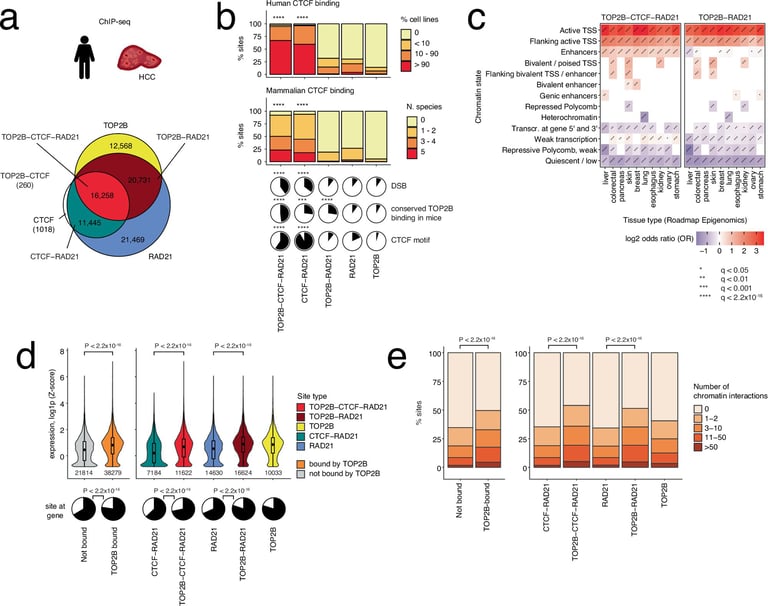 Researchers Uncover Non-Coding Mutations Driving Cancer, Highlight Risks of Chemotherapy