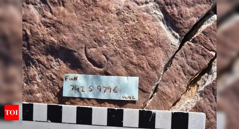 555-Million-Year-Old Fossil Reveals Ancient Origins of Ecdysozoans in South Australia