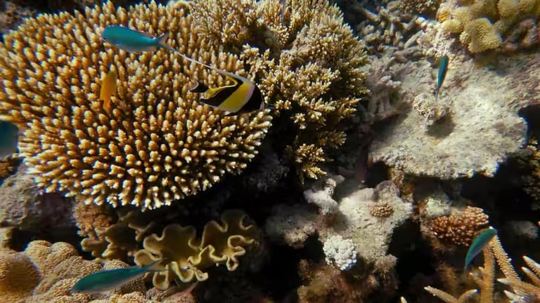 Breakthrough Coral Breeding Study Offers Hope Amidst Global Reef Crisis