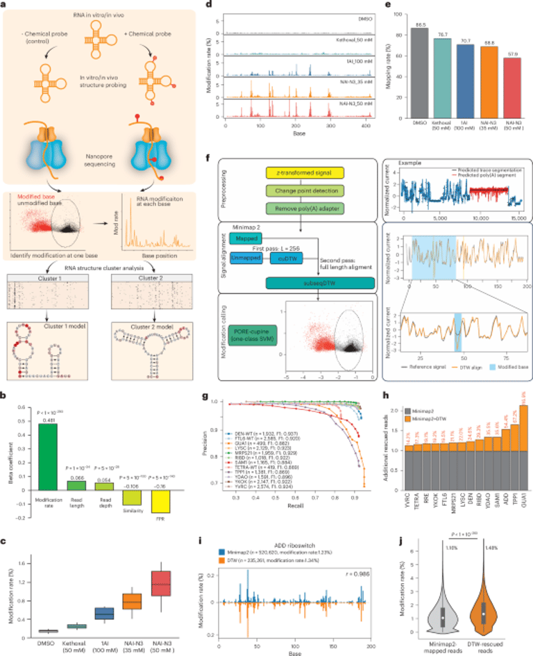 New Method Unveils RNA Structural Diversity, Enhancing Understanding of Gene Regulation in Viruses and Fungi