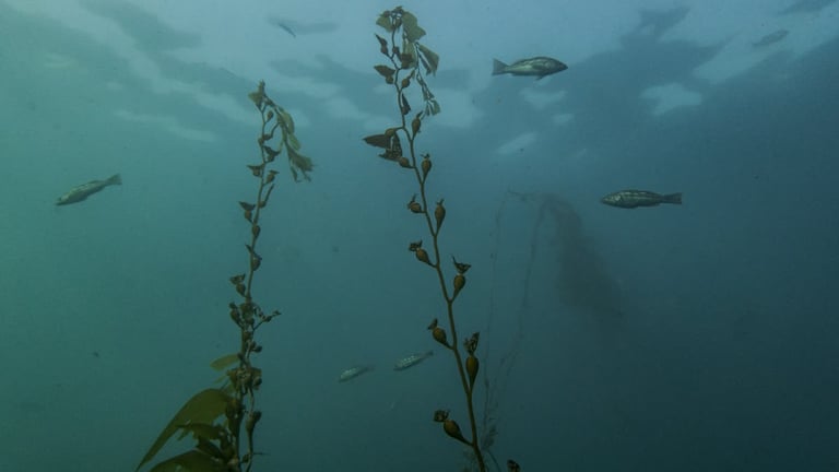 Historic High Seas Treaty Enforced: 83 Nations Join Forces to Protect Marine Biodiversity