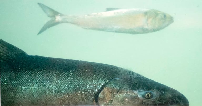 Trump Withdraws U.S. from Salmon Restoration Pact, Sparking Outrage from Tribes and Environmentalists