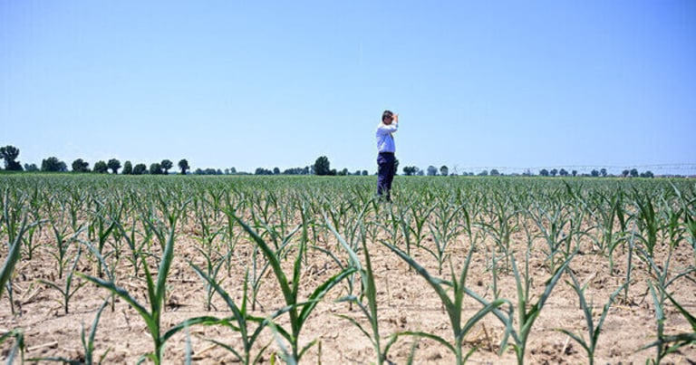 Severe Drought Devastates European Harvests, Triggers Surge in Grocery Prices