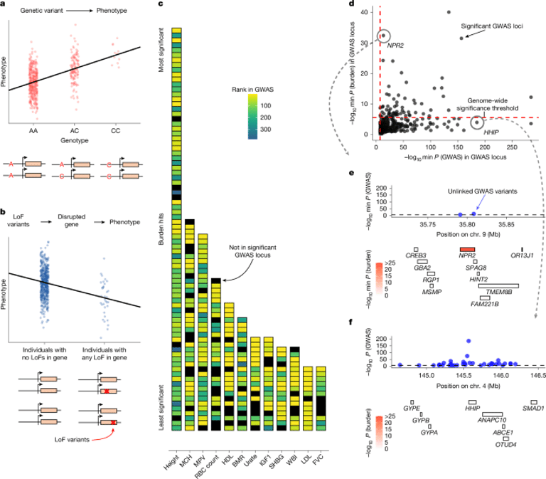 New Study Reveals Discrepancies Between GWAS and LoF Burden Tests in Trait-Specific Gene Prioritization
