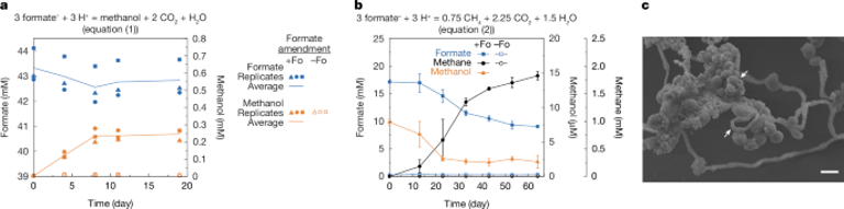 Study Unveils Unique Microbial Niches in High-Temperature Oil Reservoirs, Impacting Energy and Environment