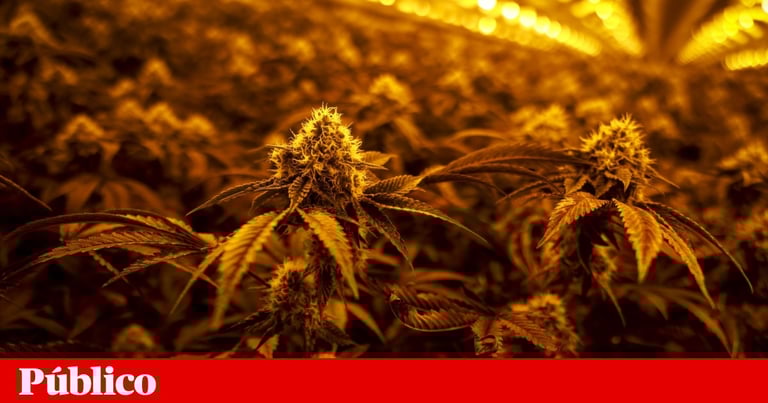 Portugal's Major Crackdown: Hundreds of Inspectors Raid Cannabis Companies in Drug Trafficking Probe