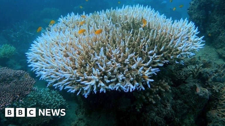 Global Coral Crisis: NOAA Confirms Devastating Bleaching from Record Heat