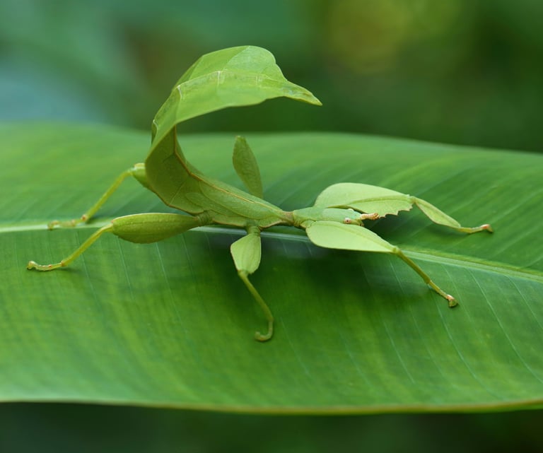 Study Unveils Convergent Evolution in Stick and Leaf Insects' Camouflage Tactics