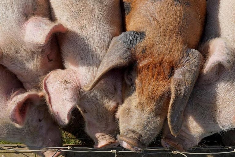 Pig and Poultry Farming in UK: Massive Environmental Toll Uncovered in New Report