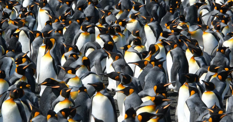 King Penguins Thrive in Warming Seas, But Future Uncertain Amid Rapid Climate Change