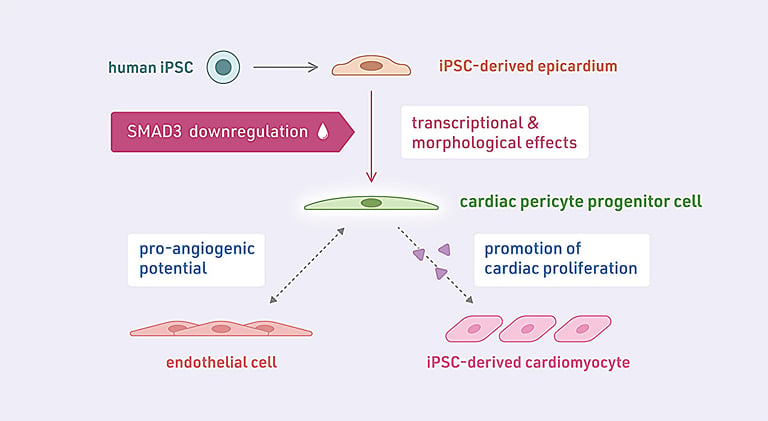 Breakthrough in Heart Disease Treatment: Direct Cardiac Reprogramming and iPS Cells Offer New Hope for CVD Patients