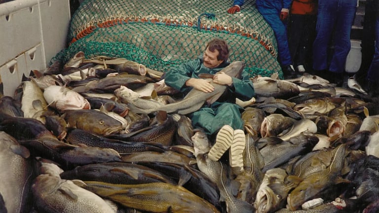 Study Reveals Alarming Shrinkage in Baltic Cod, Threatening Ecosystem Balance