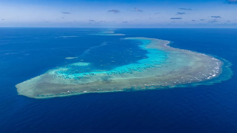 First Whale Shark Gathering in Eastern Australia Discovered at Wreck Bay