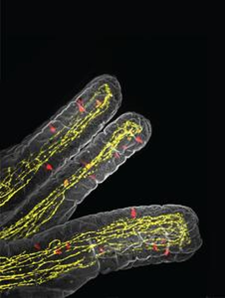 Breakthrough: Gut Cells Trigger Appetite Suppression During Infection, Revealing New Treatment Avenues