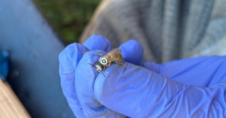 Tiny QR Codes Revolutionize Honeybee Tracking, Reveal Longer Lifespans and Foraging Patterns