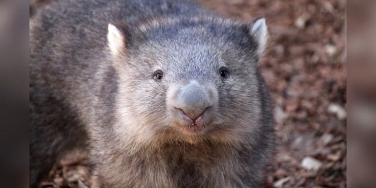Influencer Faces Backlash and Legal Scrutiny for Disturbing Baby Wombat in Viral Video