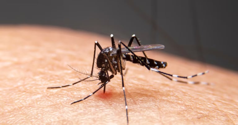 Worcester Ups West Nile Alert, Launches Citywide Mosquito Spraying
