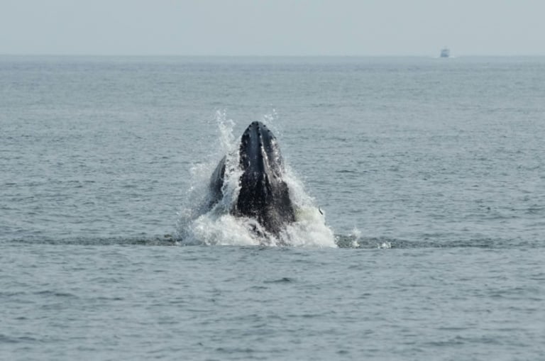 New York's Waters Welcoming Whales: Conservation Efforts and Boater Education Aim to Prevent Collisions