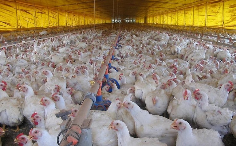 Japan Lifts Poultry Export Ban: Portugal Declared Avian Flu-Free