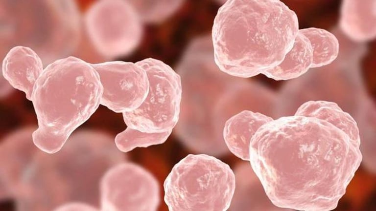 Kerala Battles Brain-Eating Amoeba: 23 Deaths from 104 Cases of Amoebic Encephalitis