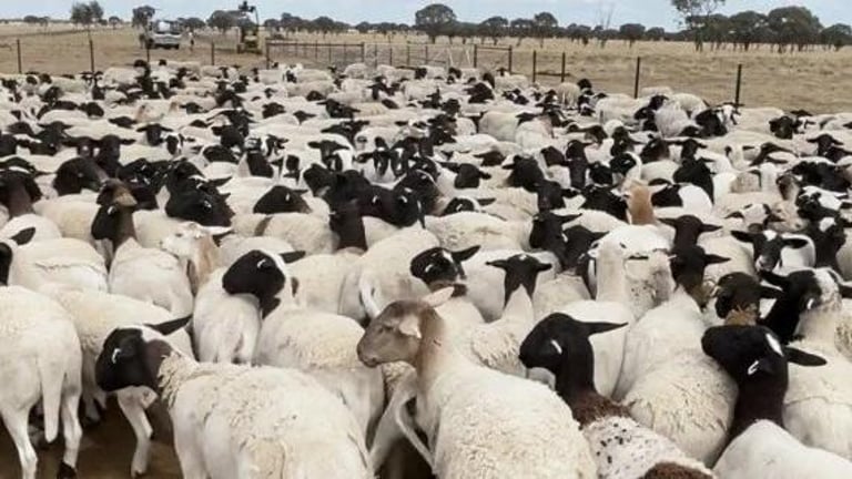 $1.7 Million Livestock Heist: Authorities Seek Public Help in Massive Dorper Sheep Theft Case