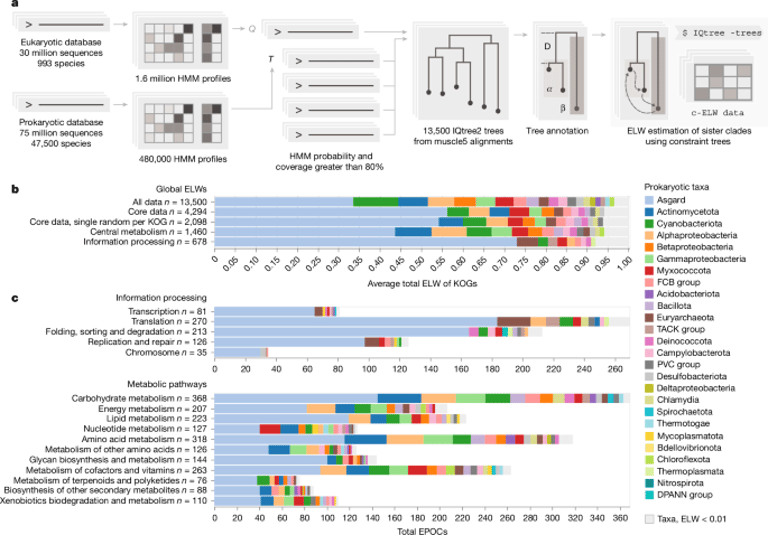 Asgard Archaea: Key Ancestors Shaping Eukaryotic Complexity Before LECA