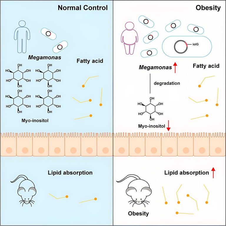 New Study Identifies Gut Bacterium Megamonas as Key Contributor to Obesity
