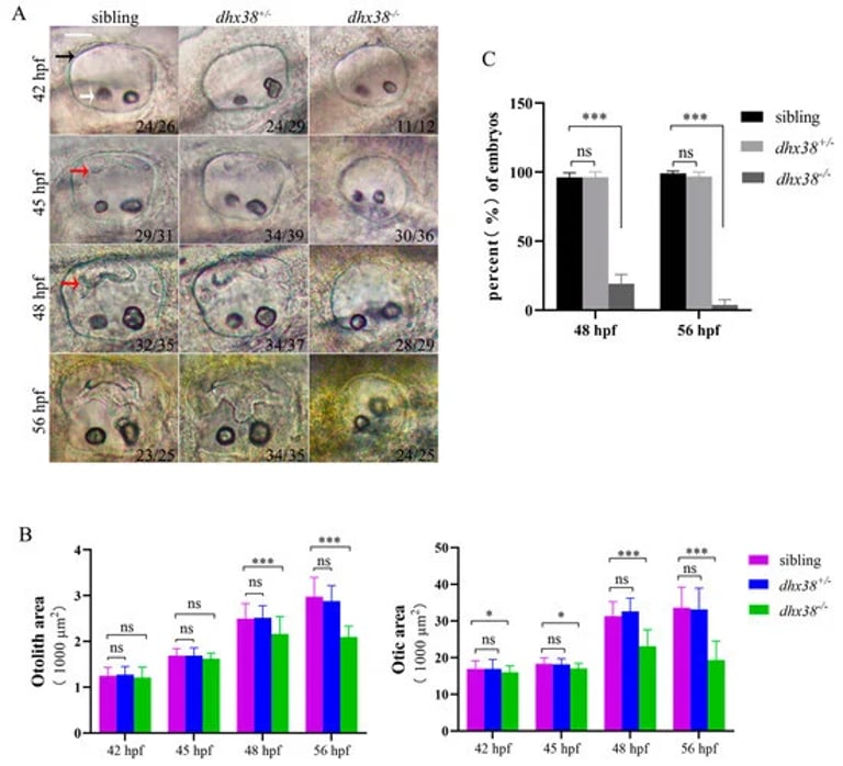 Zebrafish Study Reveals DHX38's Crucial Role in Inner Ear Development and Hearing Loss