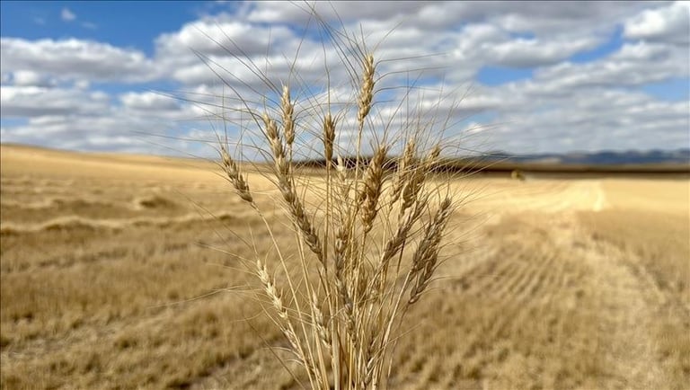 EU Faces €28 Billion Annual Loss in Agriculture Due to Climate Change