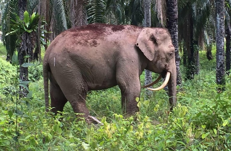 45,000 Species at Risk: Urgent Call to Protect Endangered Bornean Elephants and More