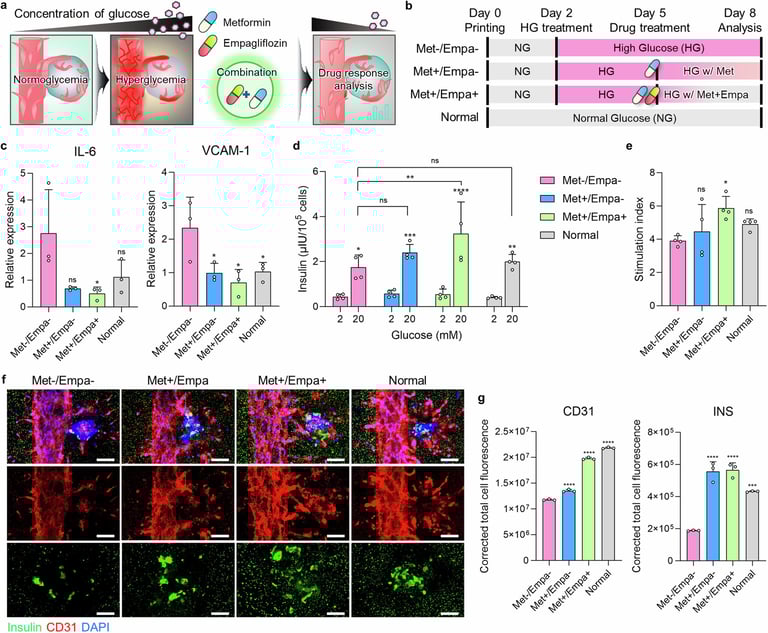Breakthrough 3D Bioprinting Platform Revolutionizes Diabetes Treatment with Enhanced Pancreatic Bioink