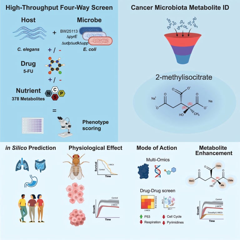 Bacterial Metabolite Boosts Chemotherapy Efficacy, Offers New Hope in Cancer Treatment