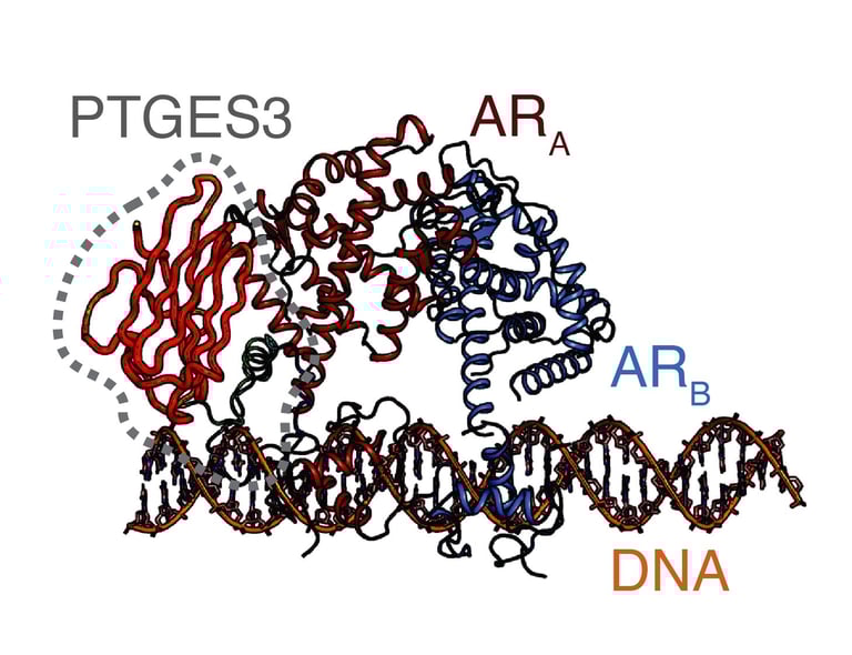 Breakthrough: PTGES3 Identified as Key Regulator and Therapeutic Target in Advanced Prostate Cancer