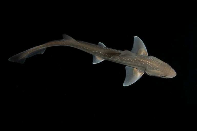 Sharks Make Sounds: Study Reveals Rig Sharks' Surprising Clicking Noises