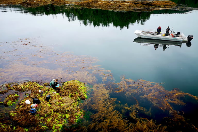The Blob: Unprecedented Marine Heat Wave Devastates Pacific Ecosystems and Fisheries