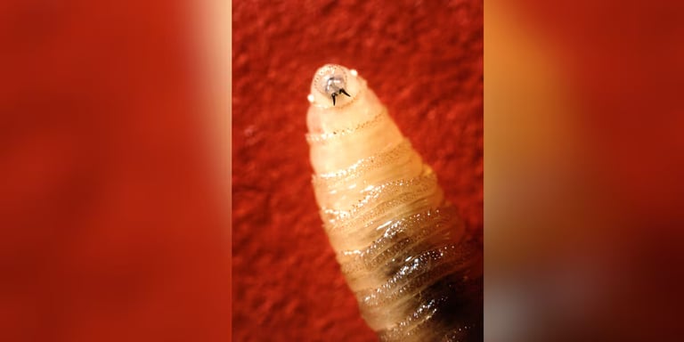 Flesh-Eating Screwworm Case in Maryland Spurs $100M USDA Response Plan