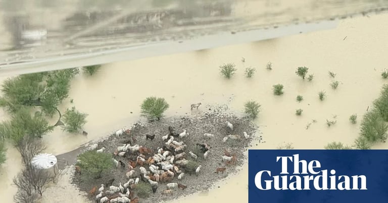 Queensland Graziers Battle Floods: Thousands of Cattle at Risk Amid Rising Waters and Looming Tropical Threat