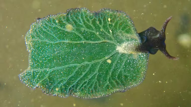 Rare Photosynthesizing Sea Slug Found in Nova Scotia Sparks Scientific Excitement and Research Opportunities