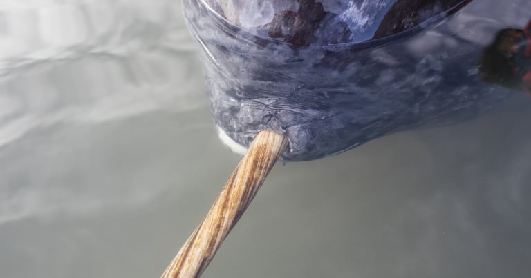 3D Imaging Unveils Narwhal Tusk's Unique Double-Helix Structure, Offering Insights for Bioinspired Materials