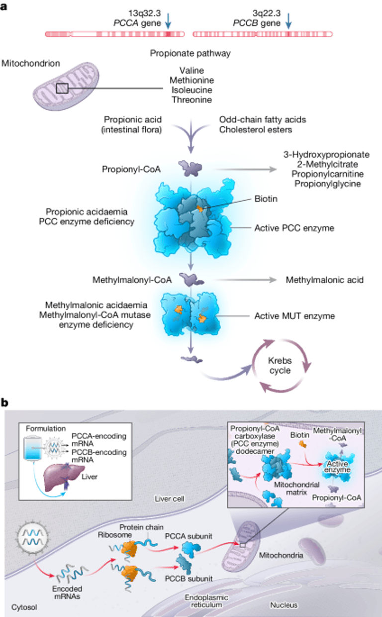 Breakthrough mRNA Therapy Shows Hope for Rare Genetic Disorder